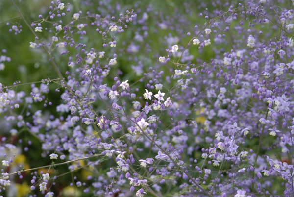 Thalictrum 'Ankum'2 Thalictrum 'Ankum'