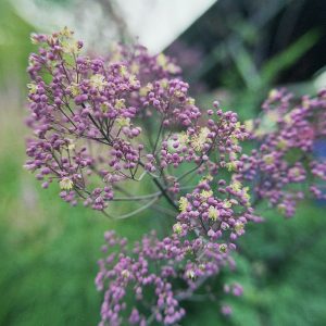 Thalictrum 'Anne'