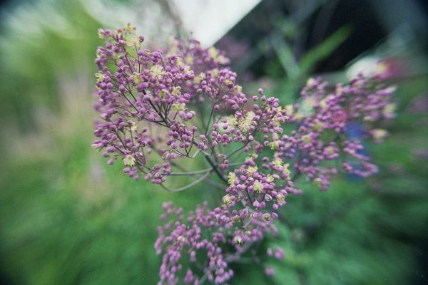 Thalictrum 'Anne' Thalictrum 'Anne'