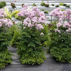 Thalictrum 'Nimbus Pink'