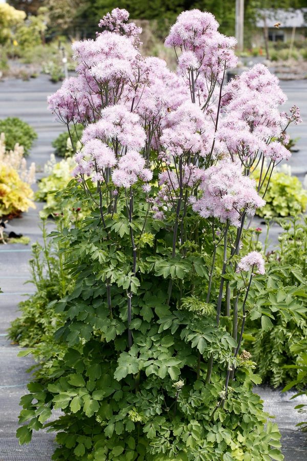 Thalictrum 'Nimbus Pink' Thalictrum 'Nimbus Pink'