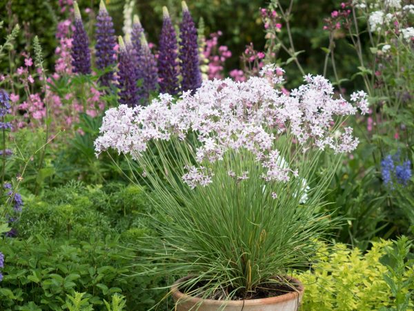 Tulbaghia 'Purple Eye'