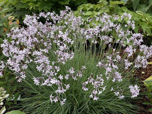 Tulbaghia 'Purple Eye'