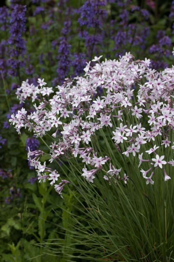 Tulbaghia 'Purple Eye'