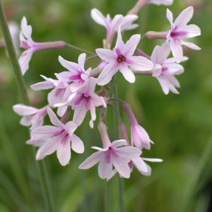Tulbaghia 'Purple Eye'