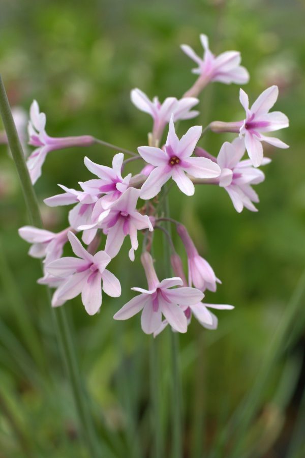 Tulbaghia 'Purple Eye'