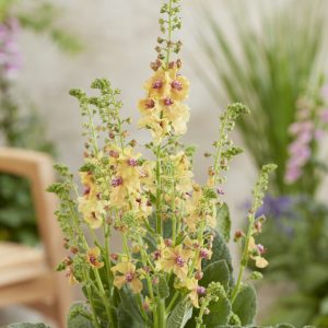 Verbascum 'Peach Champagne'