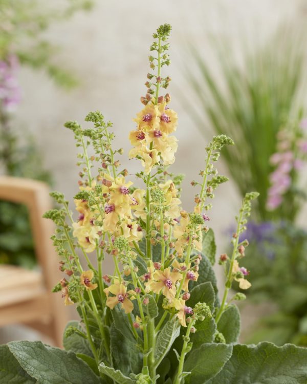 Verbascum CB1 Verbascum 'Peach Champagne'