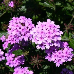 Verbena 'Seabrook's Lavender'