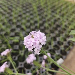 Verbena rigida f. lilacina 'Polaris'