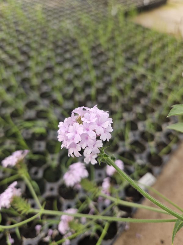 Verbena rigida f. lilacina 'Polaris' Verbena rigida f. lilacina 'Polaris'
