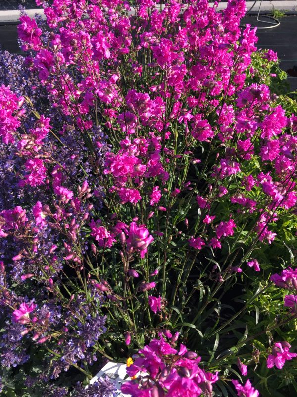 Viscaria vulgaris 'Splendens Plena' Viscaria vulgaris 'Splendens Plena'