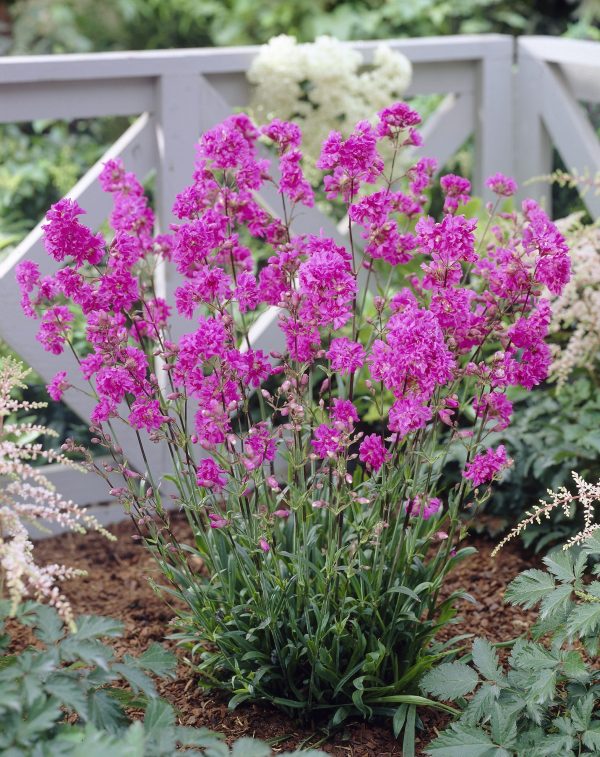 Lychnis viscaria Plena Viscaria vulgaris 'Splendens Plena'