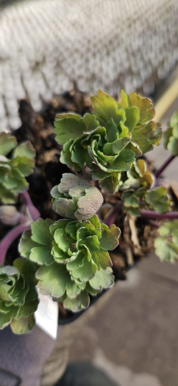 trello6803570362966881253