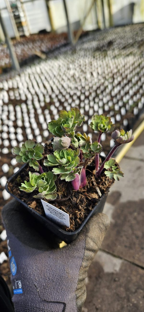 trello7898921014497762400