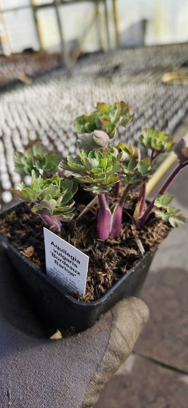 trello7916130484339439556