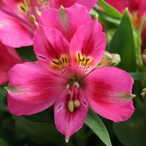 Alstroemeria 'Compact Lola'