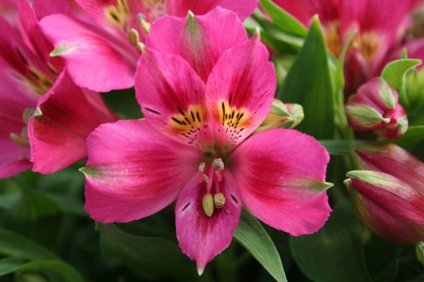 Alstroemeria 'Compact Lola'