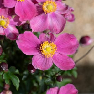 Anemone hupehensis ‘Emmy Deep Rose’