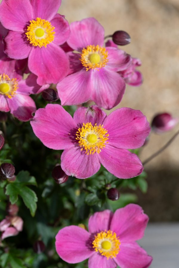 Anemone hupehensis ‘Emmy Deep Rose’ Anemone hupehensis ‘Emmy Deep Rose’