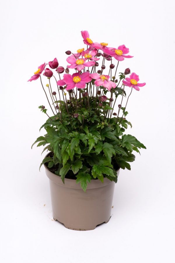 Anemone hupehensis ‘Emmy Deep Rose’ 2 Anemone hupehensis ‘Emmy Deep Rose’