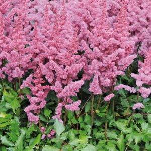 Astilbe chinensis var. pumila