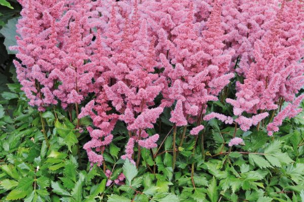 Astilbe chinensis var. pumila Astilbe chinensis var. pumila