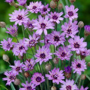 Catananche caerulea