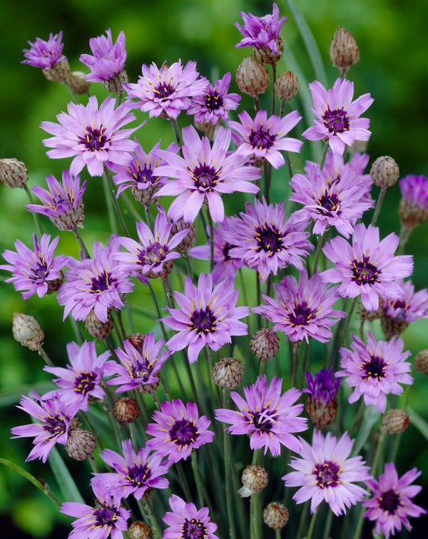 Catananche caerulea