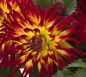 Dahlia 'Labella Maggiore Fun Fire'