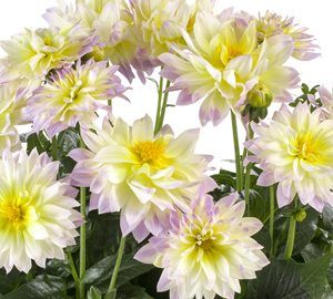 Dahlia 'Labella Maggiore Fun Pastel'