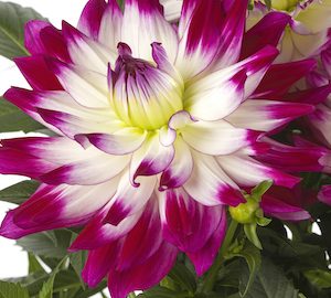 Dahlia 'Labella Maggiore Fun Rose Bicolour'