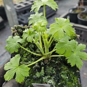 Delphinium (Pacific Giant Series) 'Percival'