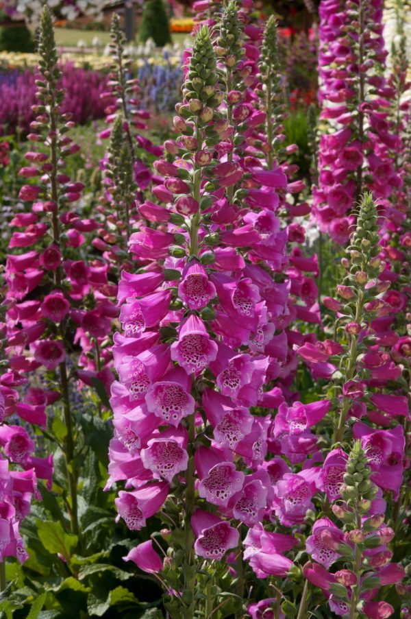 Digitalis purpurea 'Dalmatian Rose' 2 Digitalis purpurea 'Dalmatian Rose'