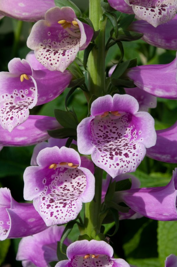 Digitalis purpurea 'Dalmatian Rose' 3 Digitalis purpurea 'Dalmatian Rose'