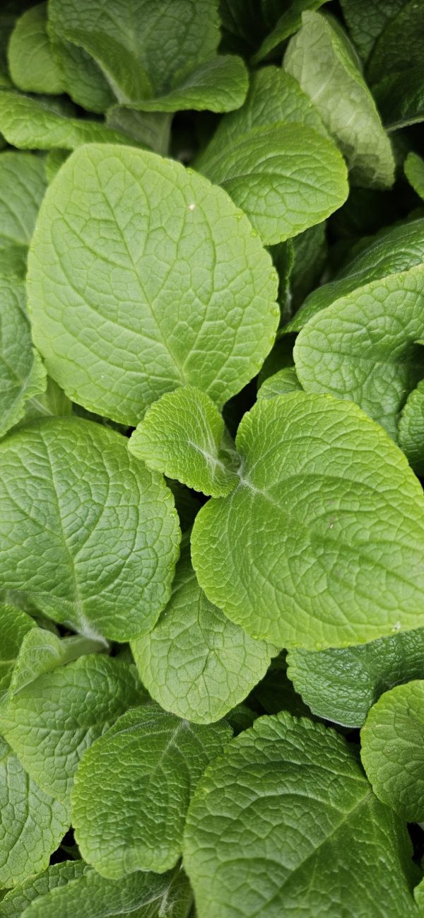 Digitalis purpurea 'Dalmatian Rose'