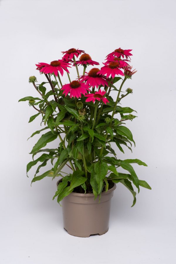 Echinacea 'Lakota Rose' Echinacea 'Lakota Rose'