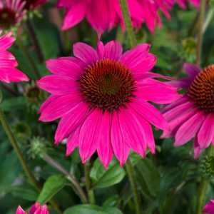 Echinacea 'Lakota Rose'
