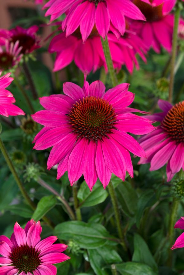 Echinacea 'Lakota Rose'2 Echinacea 'Lakota Rose'
