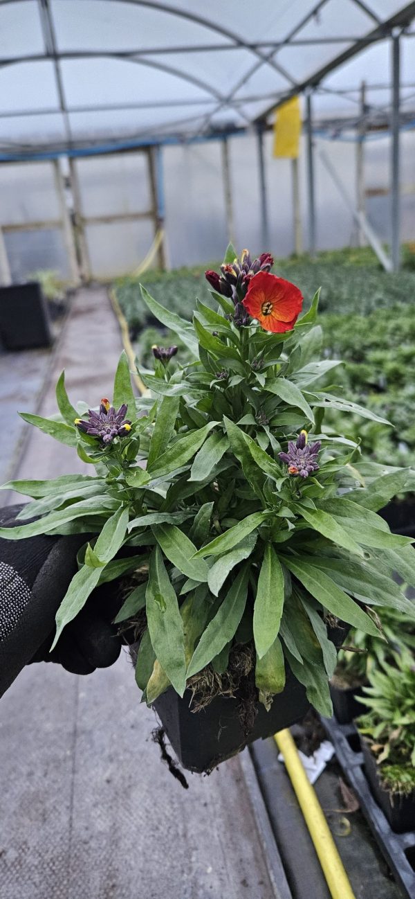 Erysimum 'Colour Vibe Orange'