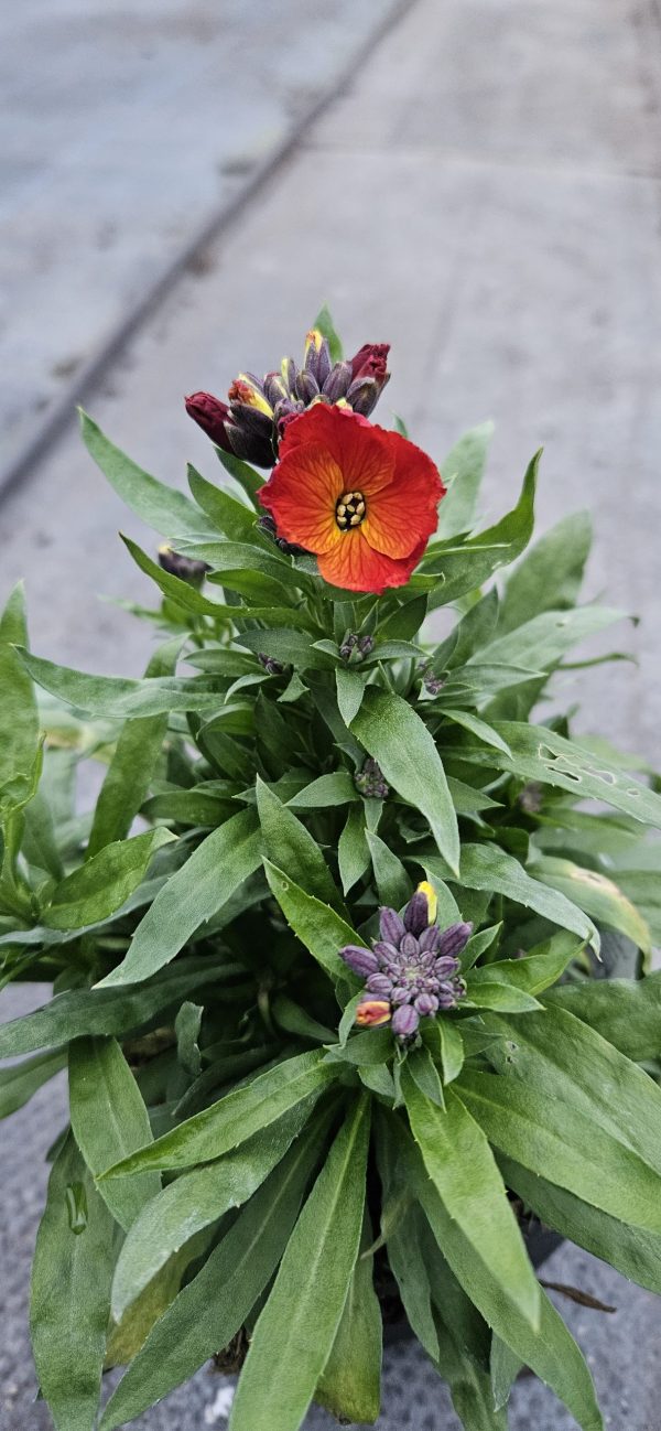 Erysimum 'Colour Vibe Orange'