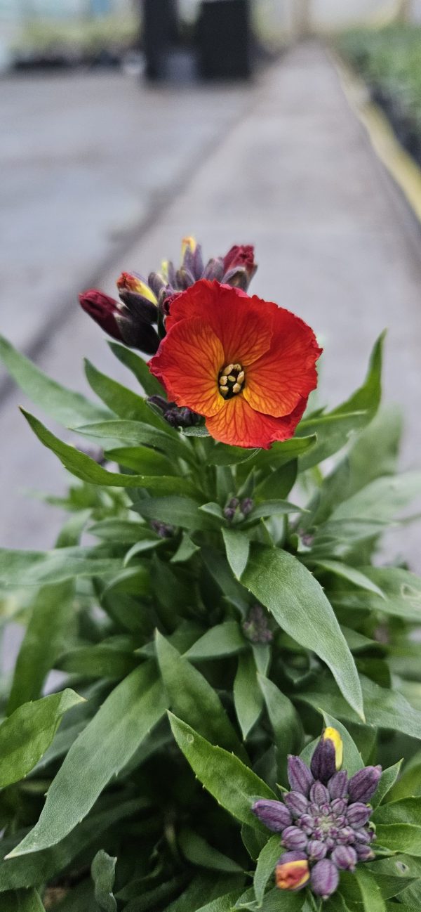 Erysimum 'Colour Vibe Orange'