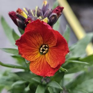 Erysimum 'Colour Vibe Orange'