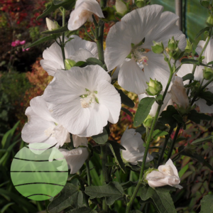 Lavatera 'Marshmallow Ice White'
