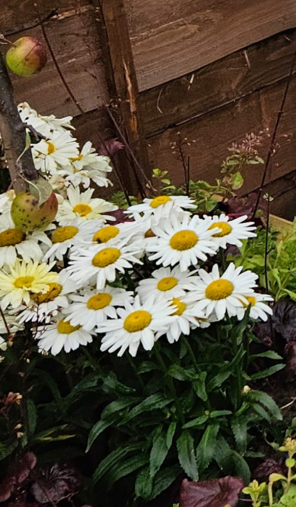 Leucanthemum 'White Lion'