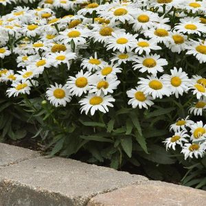 Leucanthemum 'White Lion'