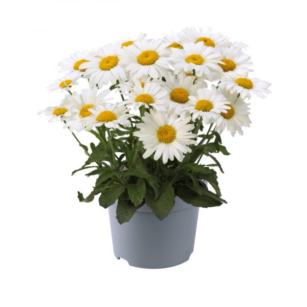 Leucanthemum 'White Lion'