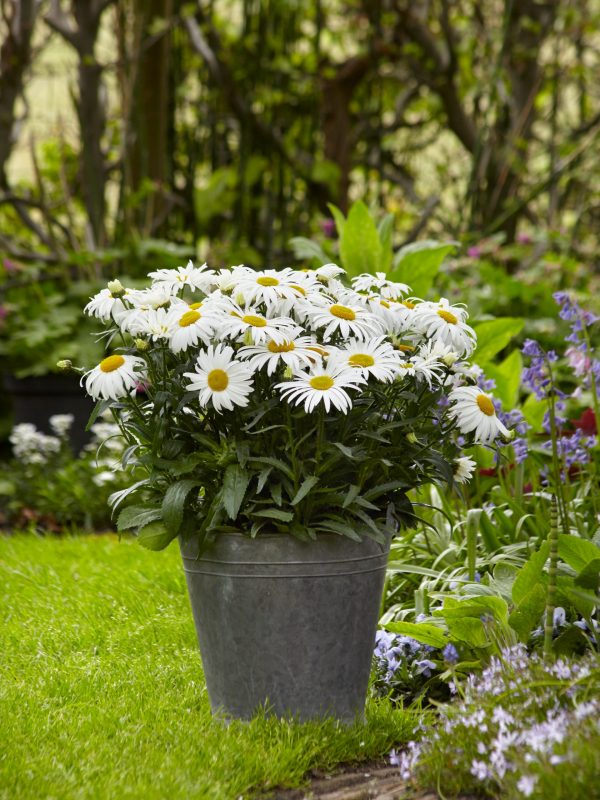 Leucanthemum 'White Lion'