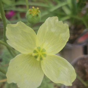 Oreomecon 'Moondance'