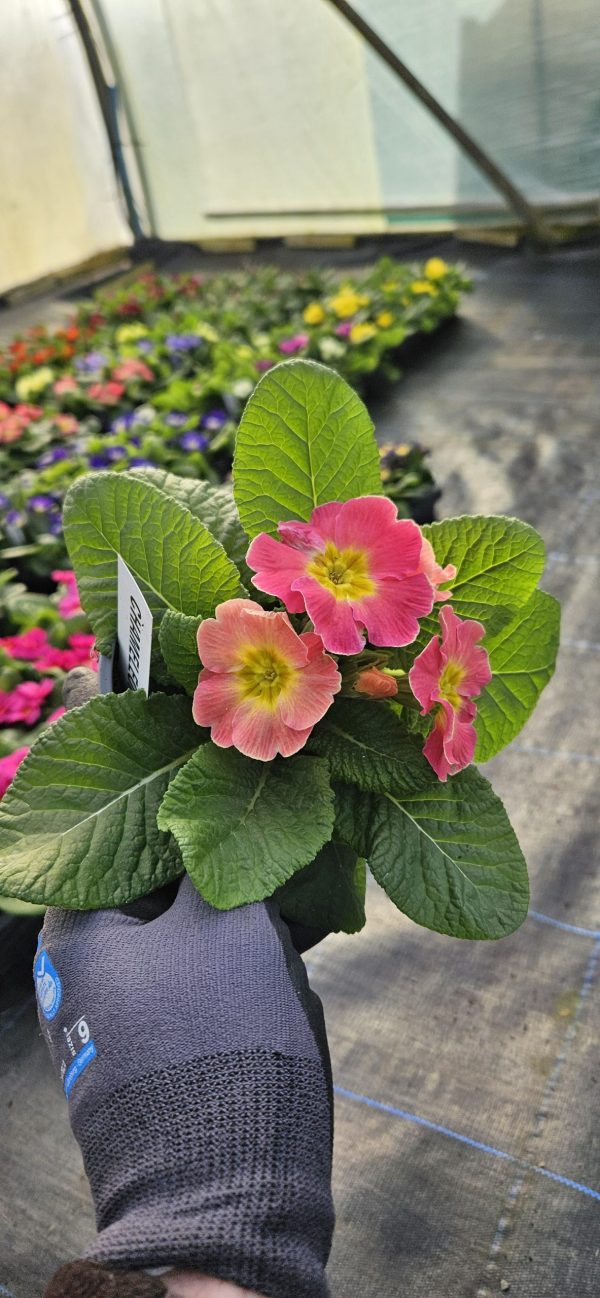 Primula 'Chameleon'